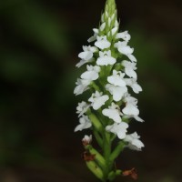 Peristylus brevilobus Thwaites